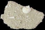 Eocene Fossil Gastropod (Globularia) - Damery, France #103853-1